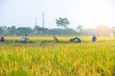 Bali Endonezya 26 Haziran 2020: pirinç tarlası hasat süreci, organik çeltik pirinç tarlası hasat eden çiftçiler, pirinç harman eden çiftçiler, çiftçi hasat pirinci, kırsal bölge