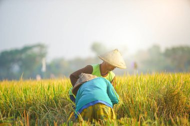 Bali Endonezya 26 Haziran 2020: pirinç tarlası hasat süreci, organik çeltik pirinç tarlası hasat eden çiftçiler, pirinç harman eden çiftçiler, çiftçi hasat pirinci, kırsal bölge