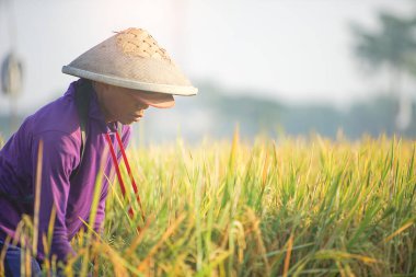 Bali Endonezya 26 Haziran 2020: pirinç tarlası hasat süreci, organik çeltik pirinç tarlası hasat eden çiftçiler, pirinç harman eden çiftçiler, çiftçi hasat pirinci, kırsal bölge