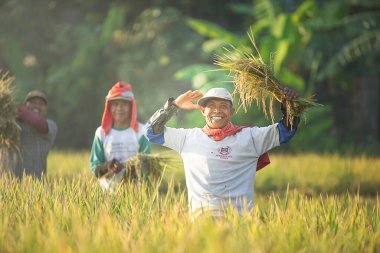 Bali Endonezya 26 Haziran 2020: pirinç tarlası hasat süreci, organik çeltik pirinç tarlası hasat eden çiftçiler, pirinç harman eden çiftçiler, çiftçi hasat pirinci, kırsal bölge