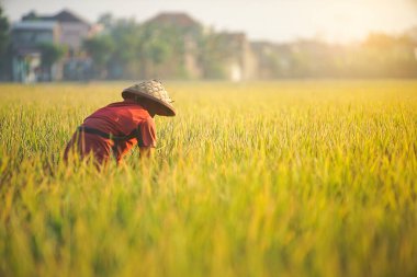 Bali Endonezya 26 Haziran 2020: pirinç tarlası hasat süreci, organik çeltik pirinç tarlası hasat eden çiftçiler, pirinç harman eden çiftçiler, çiftçi hasat pirinci, kırsal bölge