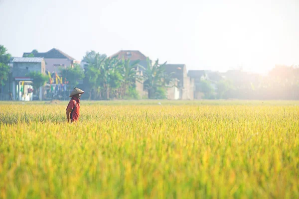 Bali Indonesia Junho 2020 Processo Colheita Campo Arroz Agricultores Que — Fotografia de Stock