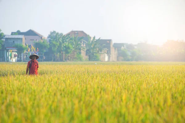 Bali Indonesia Junho 2020 Processo Colheita Campo Arroz Agricultores Que — Fotografia de Stock