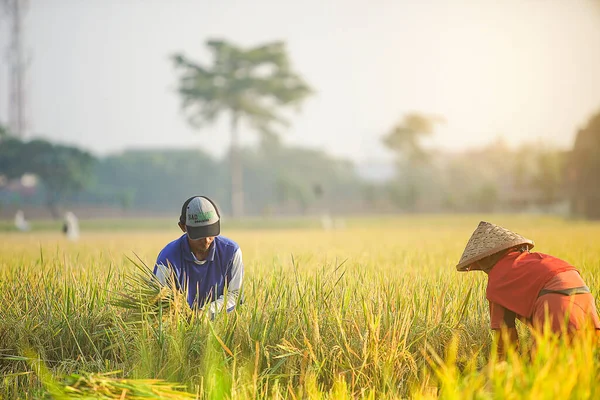 Bali Indonesia Června 2020 Proces Sklizně Rýžového Pole Zemědělci Sklízející — Stock fotografie