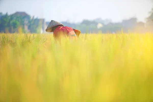 Bali Indonesia Junho 2020 Processo Colheita Campo Arroz Agricultores Que — Fotografia de Stock