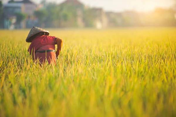 Bali Indonésie Juin 2020 Processus Récolte Rizières Agriculteurs Récoltant Des — Photo