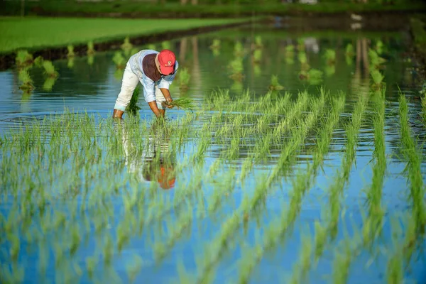 Bali Indonésia Janeiro 2020 Fazendeiro Asiático Transplanta Mudas Arroz Campo — Fotografia de Stock