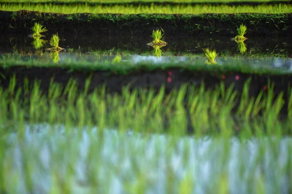 Nahaufnahme Eines Reisfeldes Morgen — Stockfoto