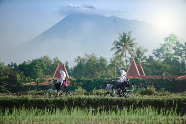 Bali Indonázia 2020 Január Ázsiai Nők Bicikliznek Rizsföldeken — Stock Fotó