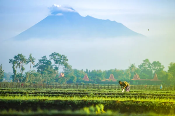 Bali Indonázia 2020 Január Ázsiai Gazda Rizs Palántákat Ültet Rizs — Stock Fotó