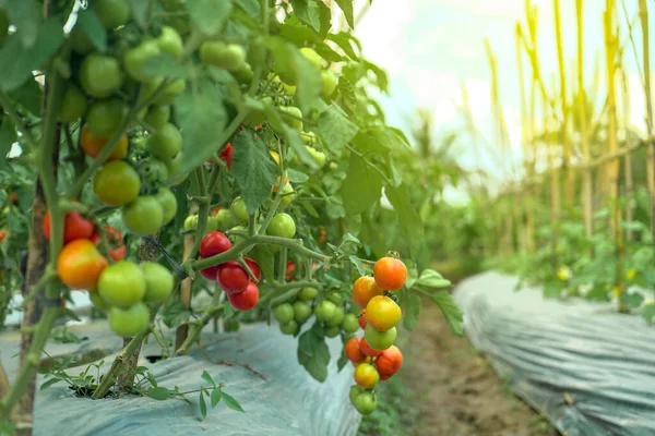 Gros Plan Sur Les Tomates Qui Poussent Dans Jardin — Photo