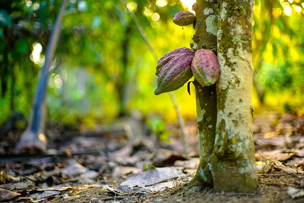 Kakaový Strom Theobroma Kakao Ovocem Bokeh Pozadí — Stock fotografie