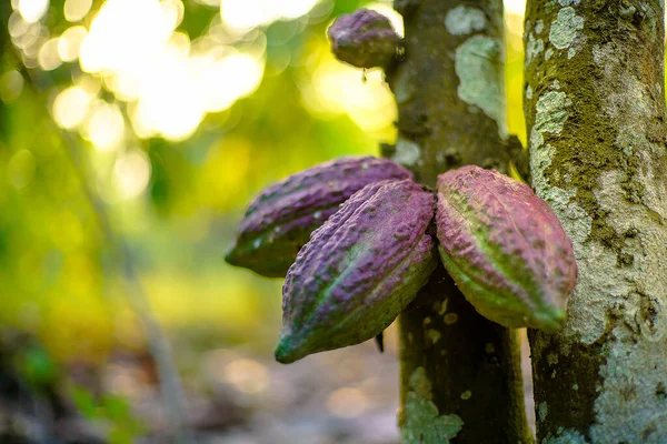 Cocoa Tree Theobroma Cacao Fruits Bokeh Background — Stock Photo, Image