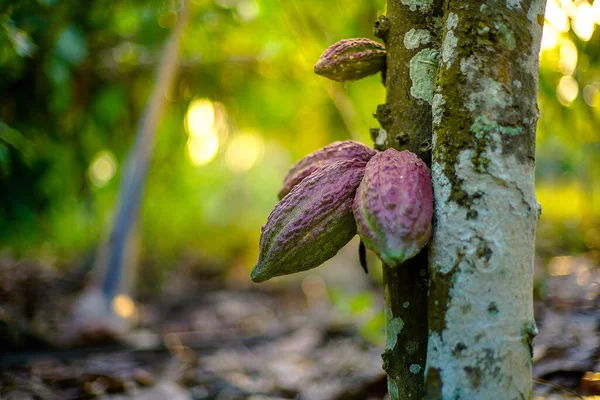 Cocoa Tree Theobroma Cacao Fruits Bokeh Background — Stock Photo, Image
