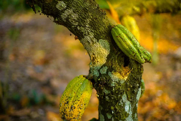 The cocoa tree ( Theobroma cacao ) with fruits bokeh background