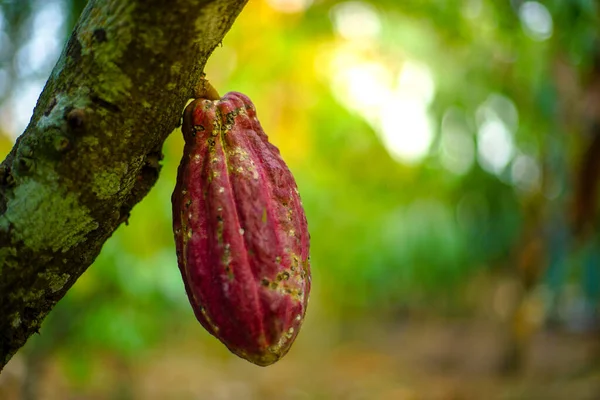 The cocoa tree ( Theobroma cacao ) with fruits bokeh background