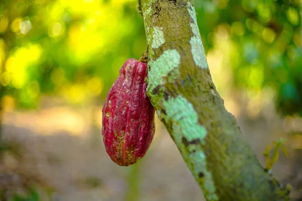 The cocoa tree ( Theobroma cacao ) with fruits bokeh background