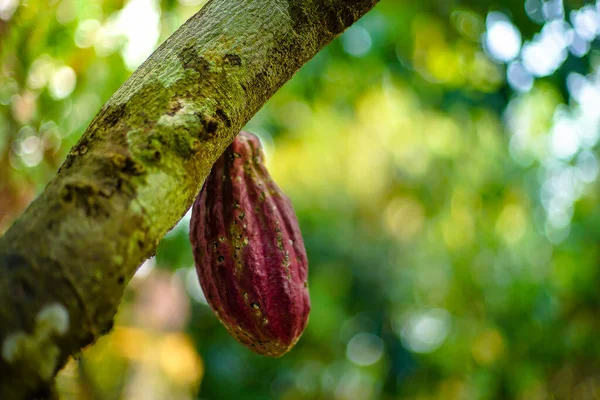 Cocoa Tree Theobroma Cacao Fruits Bokeh Background — Stock Photo, Image