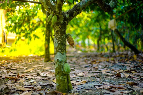 The cocoa tree ( Theobroma cacao ) with fruits bokeh background