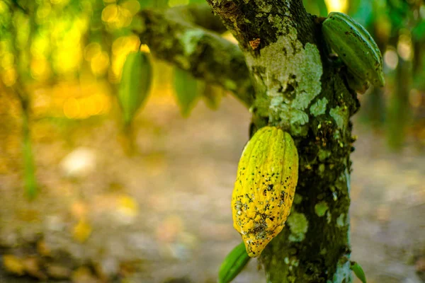 Cacaoboom Theobroma Cacao Met Vruchten Bokeh Achtergrond — Stockfoto