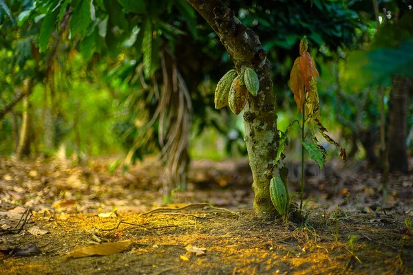 The cocoa tree ( Theobroma cacao ) with fruits bokeh background