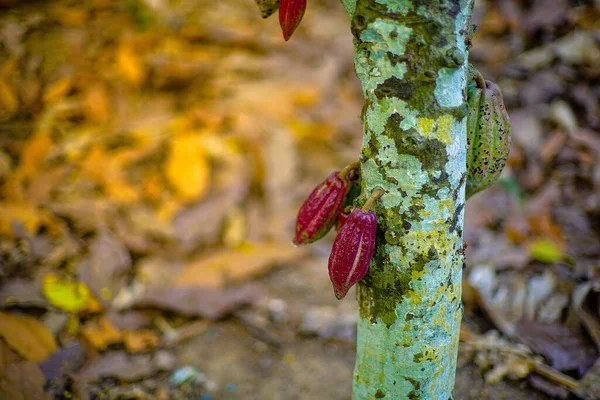 Kakaový Strom Theobroma Kakao Ovocem Bokeh Pozadí — Stock fotografie