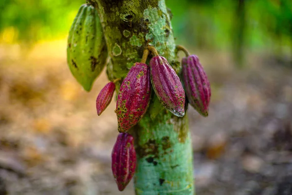 The cocoa tree ( Theobroma cacao ) with fruits bokeh background