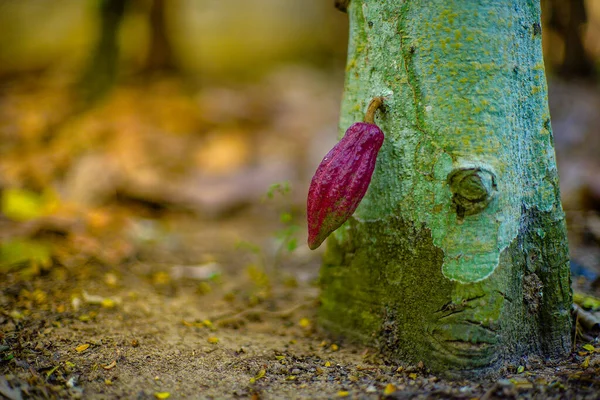 The cocoa tree ( Theobroma cacao ) with fruits bokeh background