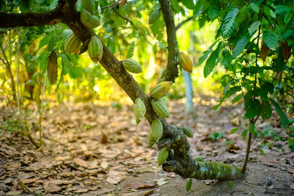 Árbol Del Cacao Theobroma Cacao Con Frutas Fondo Bokeh — Foto de Stock