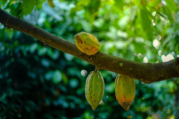 Cocoa Tree Theobroma Cacao Fruits Bokeh Background — Stock Photo, Image