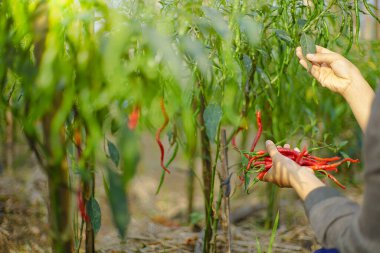 Fabrikadan kireç toplarken elinizi kapatın. Limon ağaçlarında bir sürü limon bulunur..