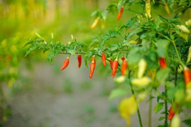 Tarla manzaralı bitkinin içinde kırmızı biber.