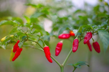 Tarla manzaralı bitkinin içinde kırmızı biber.