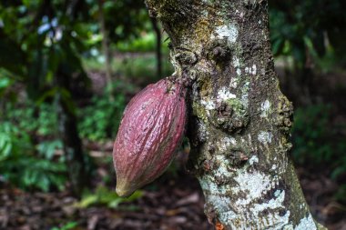 Ormandaki ağaçta yetişen çikolata çekirdeklerini yakından çek.
