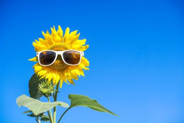 Yeşil arkaplandaki güneş çiçeğinin manzaralı görüntüsü