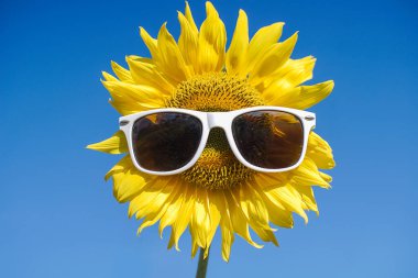 Yeşil arkaplandaki güneş çiçeğinin manzaralı görüntüsü