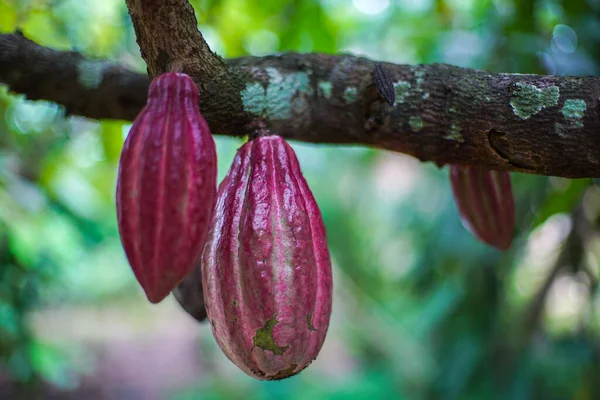 Close Shot Chocolate Beans Growing Tree Forest — Stock Photo, Image