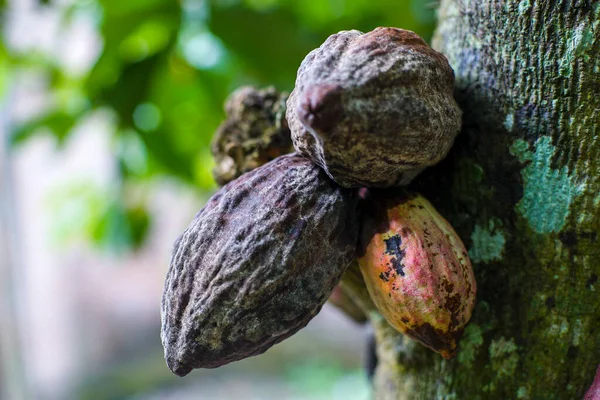 Close Shot Chocolate Beans Growing Tree Forest — Stock Photo, Image