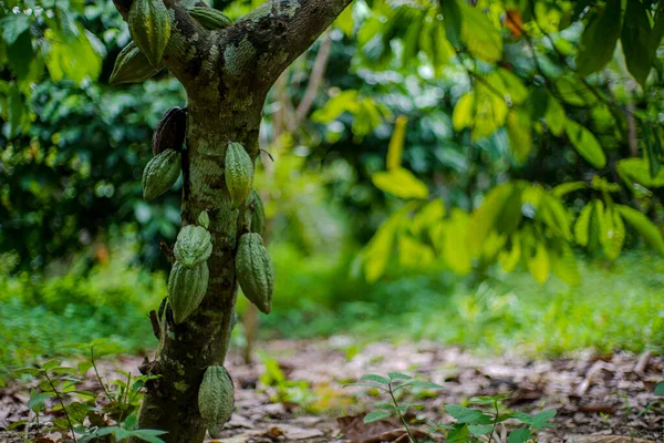 Ormandaki Ağaçta Yetişen Çikolata Çekirdeklerini Yakından Çek — Stok fotoğraf
