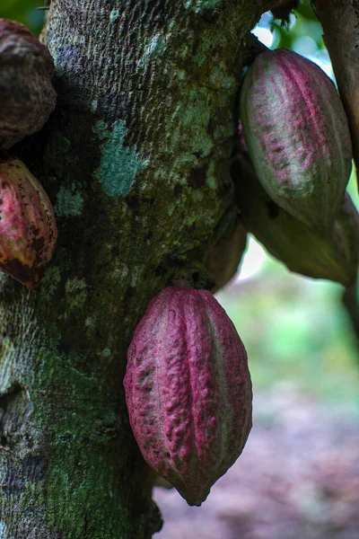 Close Shot Chocolate Beans Growing Tree Forest — Stock Photo, Image