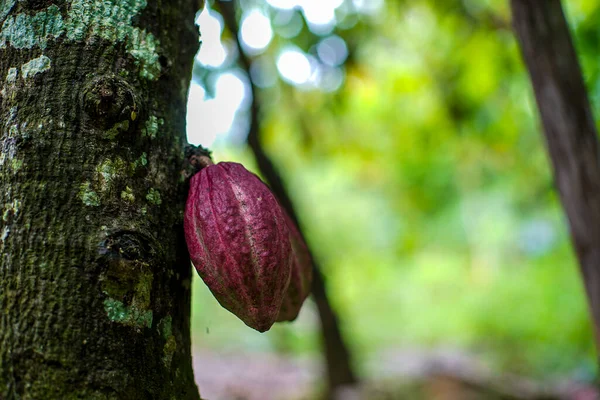 Close Shot Chocolate Beans Growing Tree Forest — Stock Photo, Image