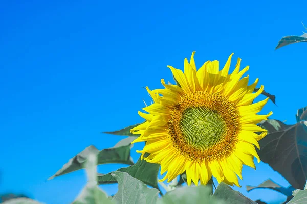 緑の空の背景に太陽の花の風光明媚なショット — ストック写真