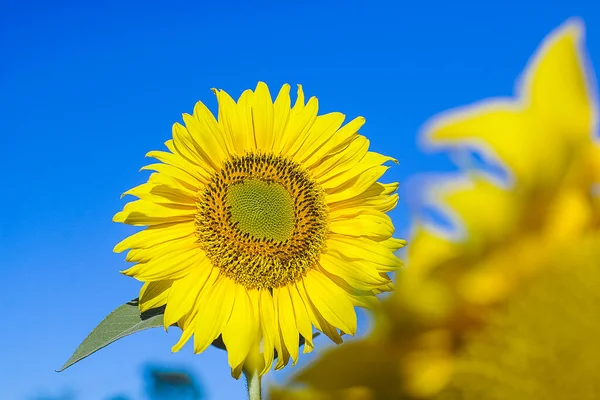 緑の空の背景に太陽の花の風光明媚なショット — ストック写真