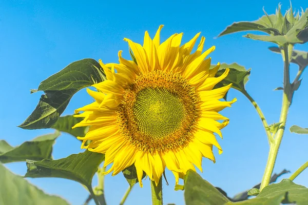 緑の空の背景に太陽の花の風光明媚なショット — ストック写真