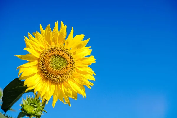 緑の空の背景に太陽の花の風光明媚なショット — ストック写真