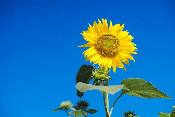 緑の空の背景に太陽の花の風光明媚なショット — ストック写真