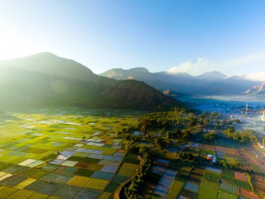 Yukarıdan güzel pirinç tarlaları ve yeşil tepeler görünüyor, pirinç tarlalarında hava tarımı, Sianjur Mulamula Samosir Toba 'da sarı pirinç tarlası