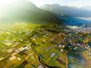 Yukarıdan güzel pirinç tarlaları ve yeşil tepeler görünüyor, pirinç tarlalarında hava tarımı, Sianjur Mulamula Samosir Toba 'da sarı pirinç tarlası