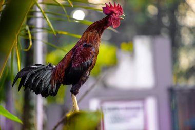 Horoz sabah Bokeh manzaralı samanların üzerinde duruyor. 