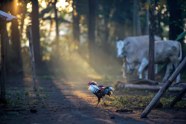 Primer Plano Pollo Sobre Fondo Natural — Foto de Stock